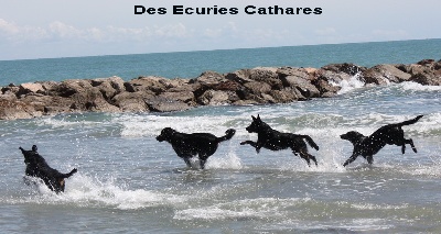 des écuries cathares - Balade à Frontignan pour le 1er mai 2012
