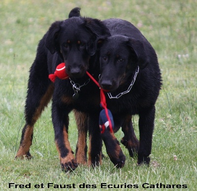 des écuries cathares - CSAU pour Fred et Faust.