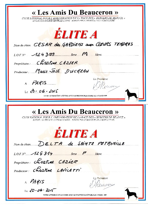 des écuries cathares - COTATION ELITE A POUR CESAR ET DELTA !