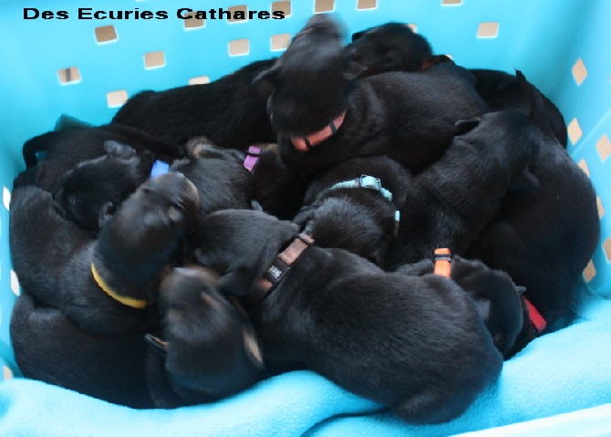 Résultats des chiots de Faustine des écuries cathares