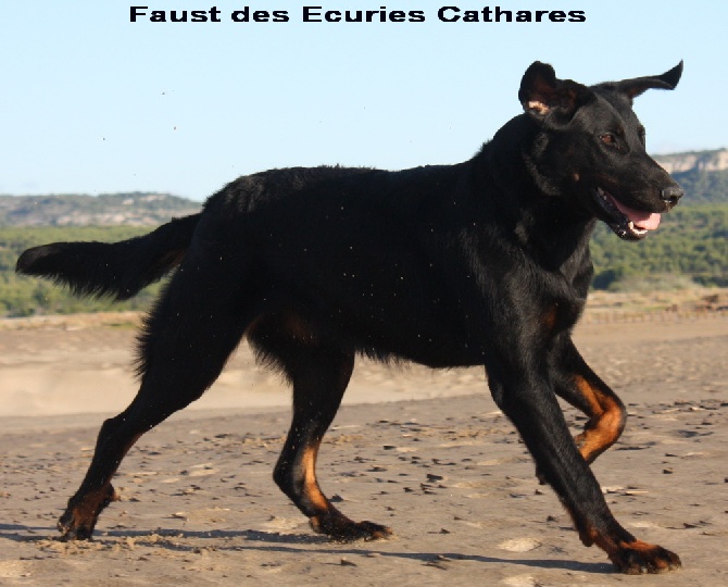 Naissance des 8 chiots de Faust et Jaeger.